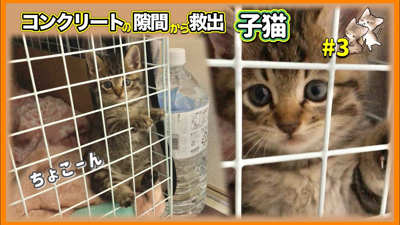 【おすわり子猫】赤ちゃん猫がちょこん座り&やんのかステップしてくれる　いろんな仕草が可愛い子猫さん【子猫保護３日目】【#きじとら兄弟成長記録】さくらさんちゃんねる　スコ座り