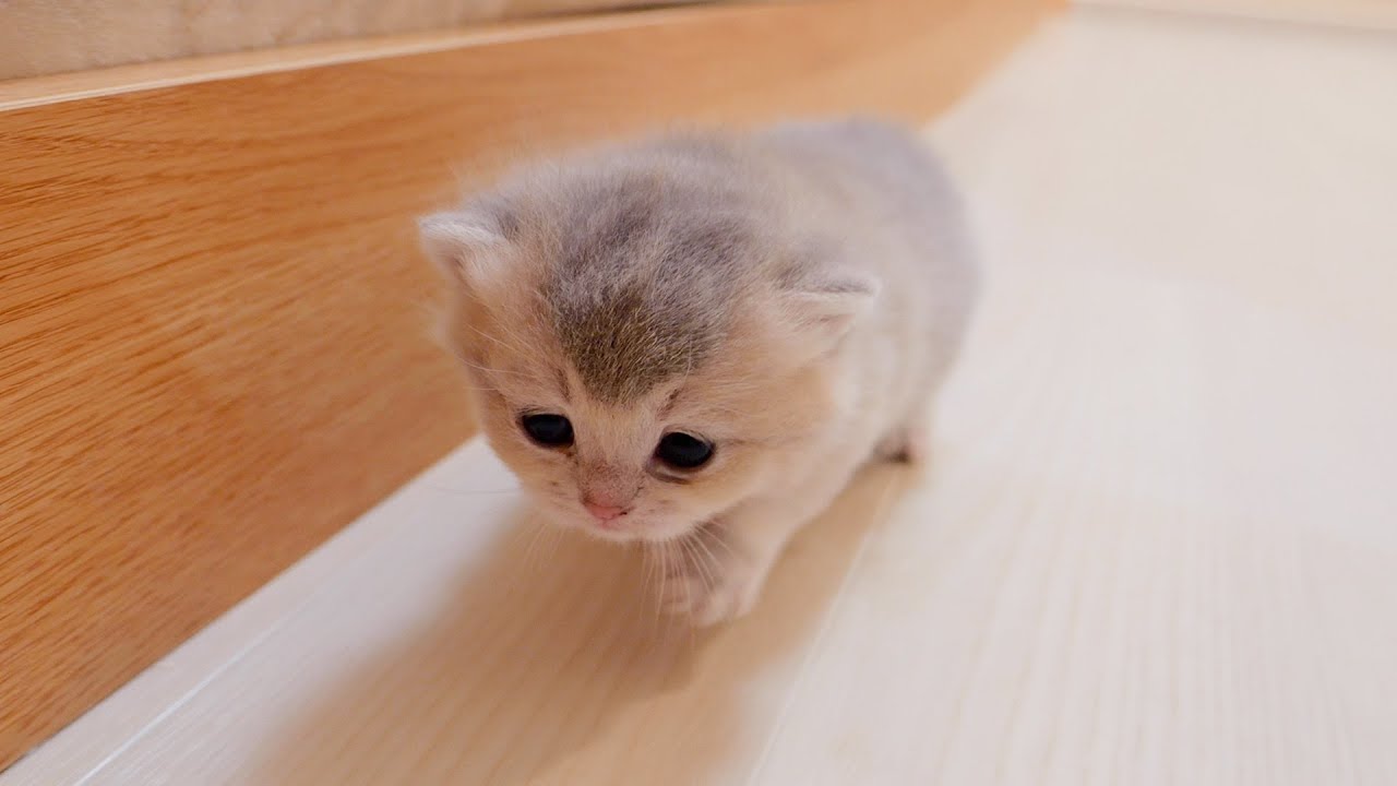 When I woke up in the morning, the kitten had escaped and was running 😂