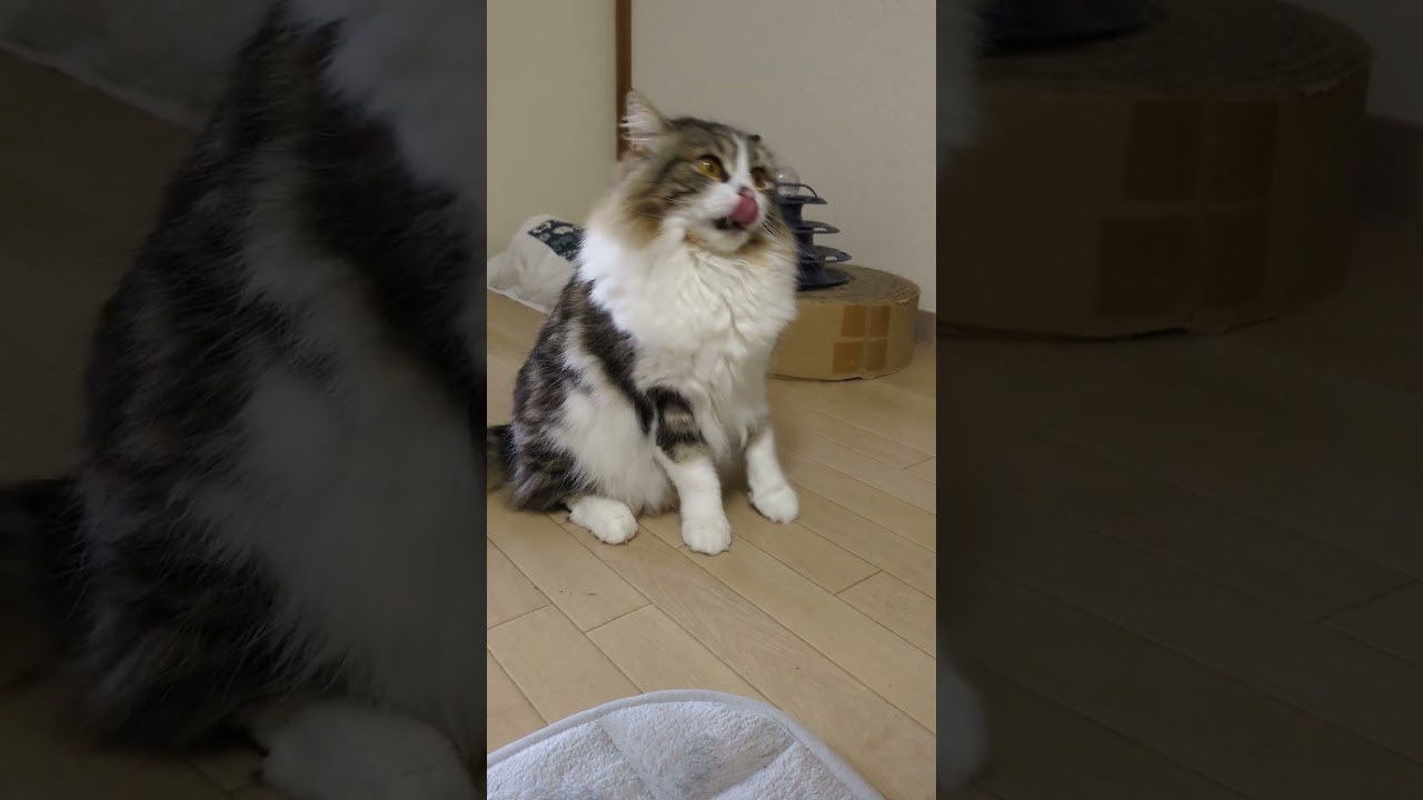 飼い主にピッタリくっつきたい猫が可愛すぎた