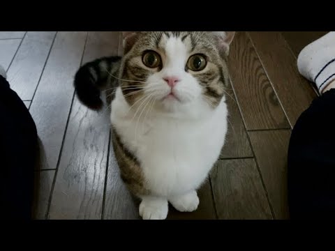 飼い主とコミュニケーションが取れる猫と腹筋をするスコティッシュ⁉️うずら生後150日。