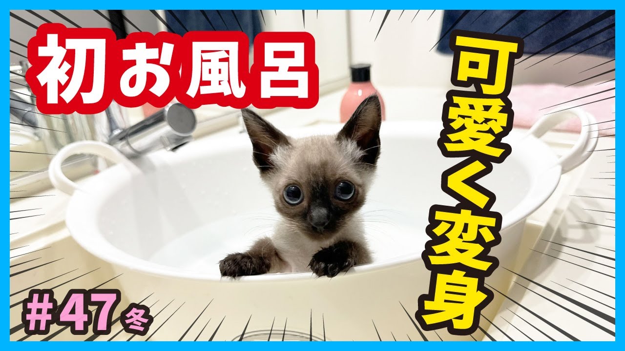 【保護子猫】生まれて初めてのお風呂は意外と快適？真冬に生まれた子猫たち。（冬47）