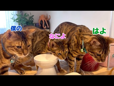 母ベルの7歳の誕生日ケーキのおこぼれを狙う旦那と子供達