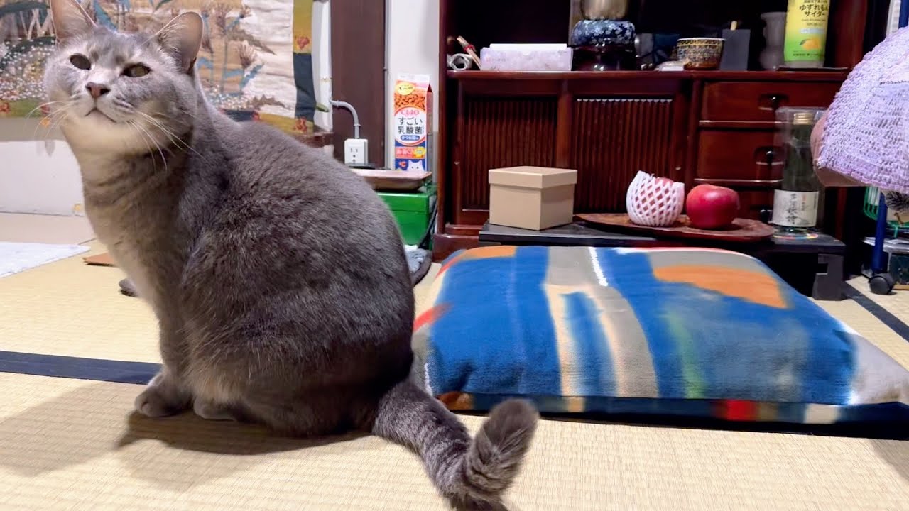 蚤の市最終日の朝..  朝ごはんを食べる猫・・・