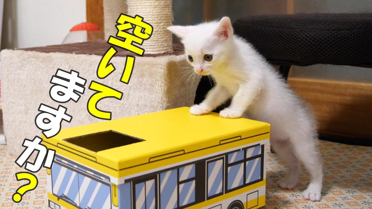 このバス、空いてますか？子猫がバスをのぞき込むと。【赤ちゃん猫　保護猫】