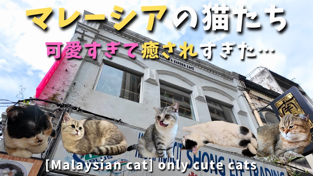 【マレーシア猫】可愛い猫しかいない猫カフェ行ったら癒されすぎた