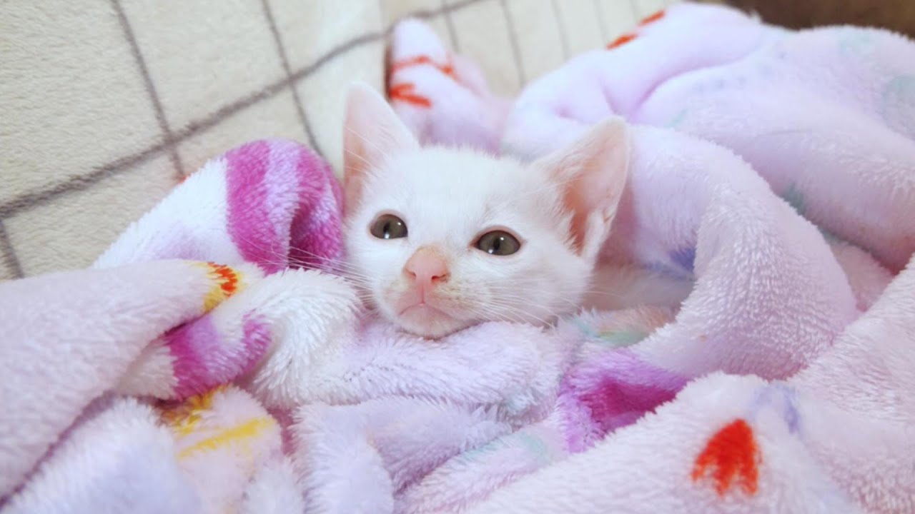 毛布に埋もれた子猫は気持ちよすぎて出てきてくれません【赤ちゃん猫　保護猫】