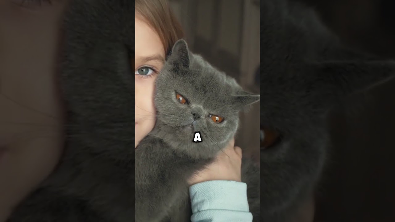 British Shorthair Cat | The Perfect Blend of Charm and Playfulness