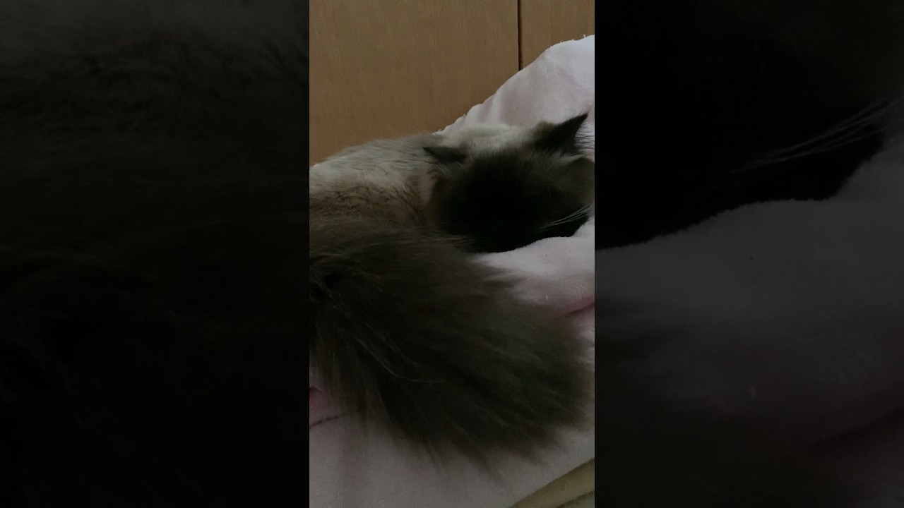 お昼寝げんたくん #猫 #ヒマラヤン #猫のいる生活 #shorts