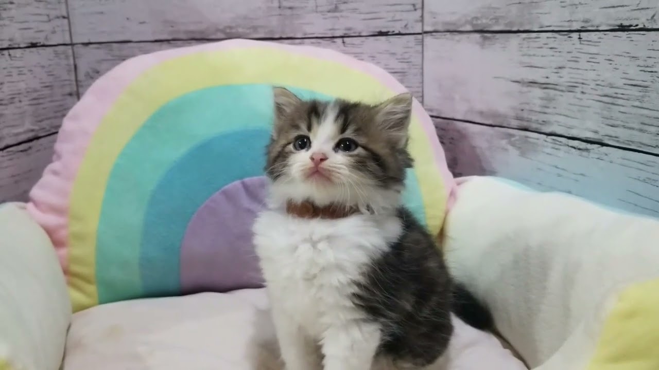 ミックス ラグドール×チンチラペルシャのMixです。