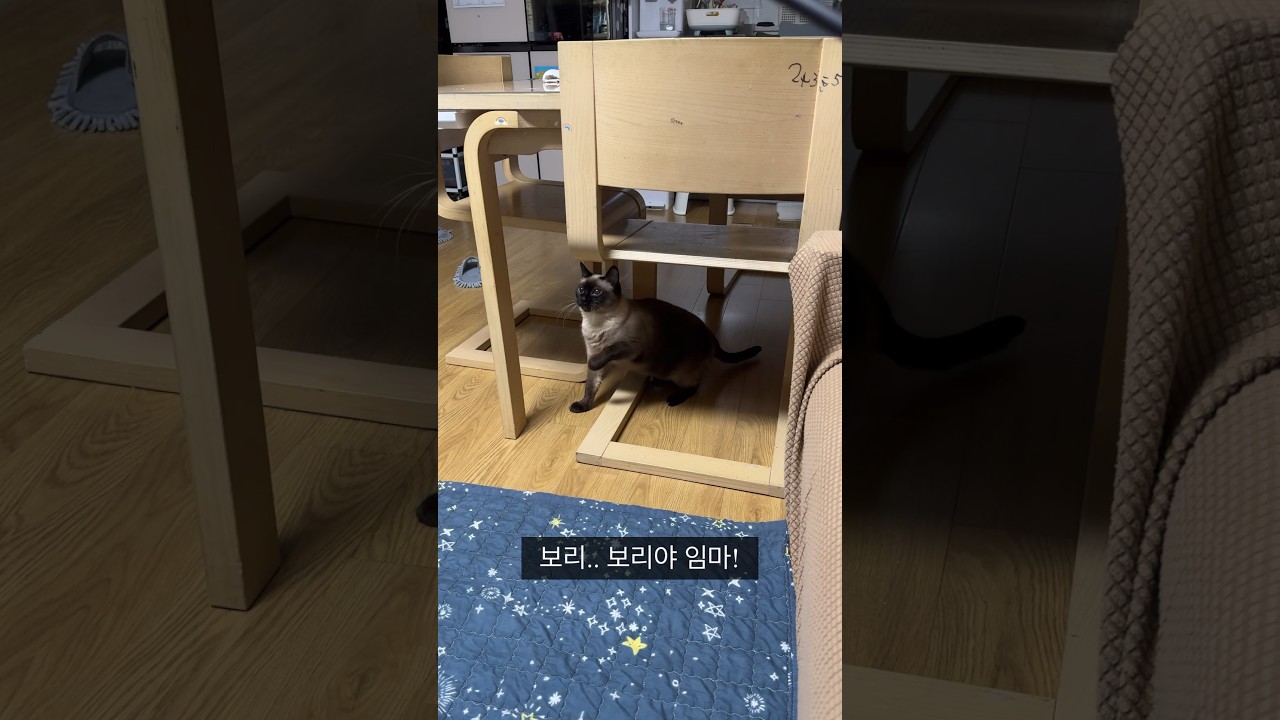 샴고양이 로이의 일상 | 쌀보리