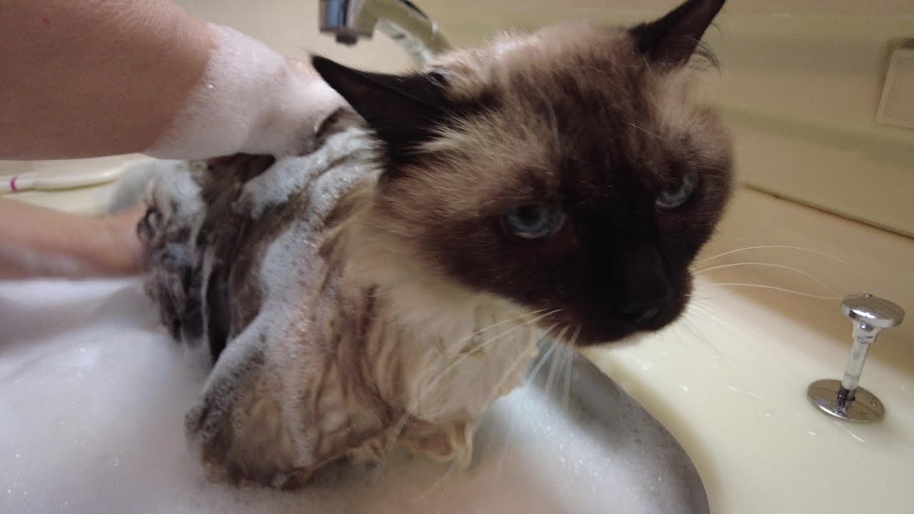 サイベリアンの幼猫「りりちゃん」はシャンプーされたラムちゃんに興味津々