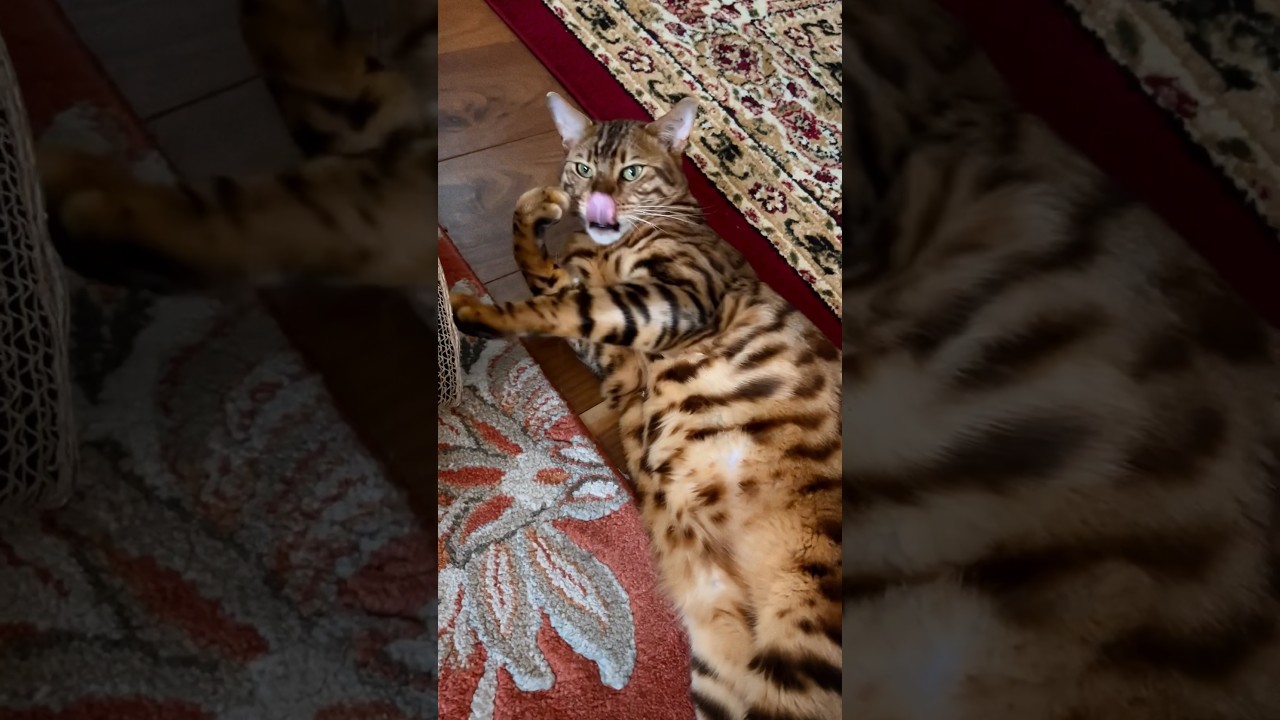 今朝のぺろぺろニャンズ#cat #オシキャット #ニャン #ベンガル #癒し動画 #おはよう #毛繕い #kitten