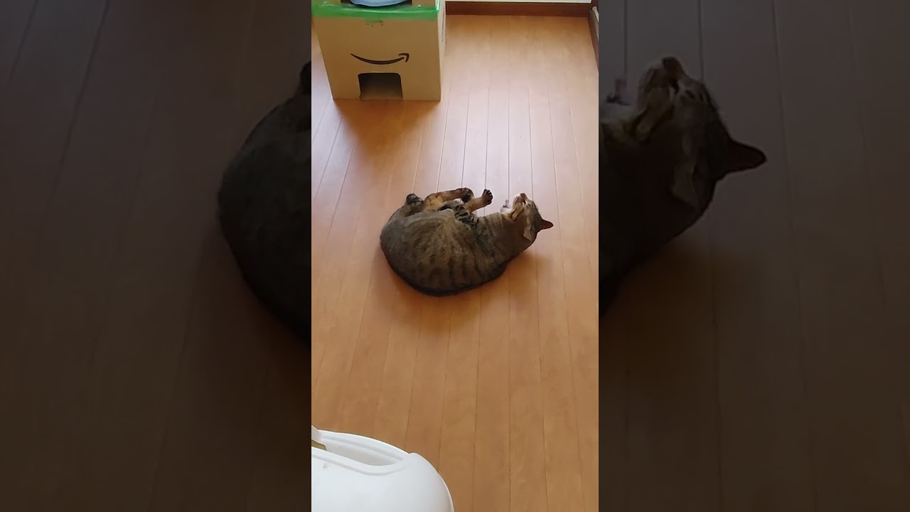 イモムシみたいな大吉　　　 #japanesecat #cat #日本猫