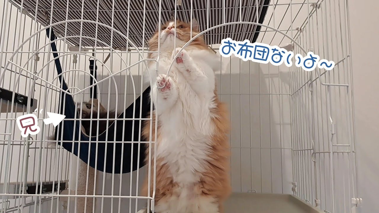 【マンチカン】いつも一緒の仲良しコンビ♡兄猫と弟猫のほのぼのとした日常