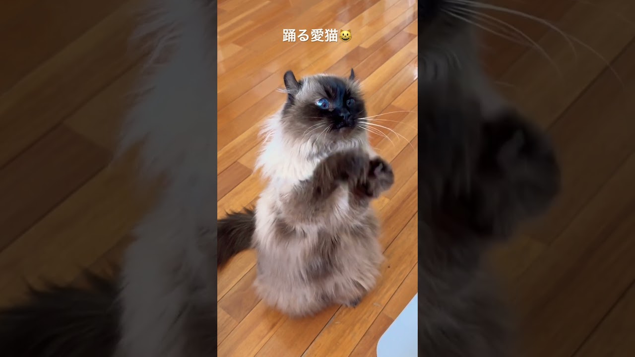 踊る猫（アメリカンカール）Dancing cat American curl #shorts