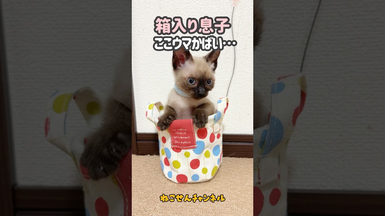 子猫は可愛い箱入り息子🥰（真冬に保護した子猫） | ねこせん