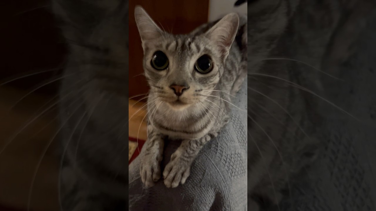 追いかけっこ中🐈🐈‍⬛ニャンズ🥰 #cat #オシキャット #ニャン #ベンガル #癒し動画 #おやすみ前に