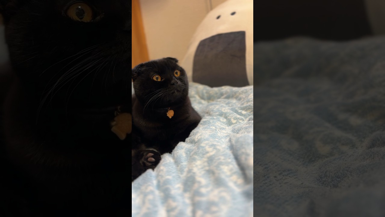 風の音が怖い猫が愛おしすぎる #cat #スコティッシュフォールド #猫 #shorts
