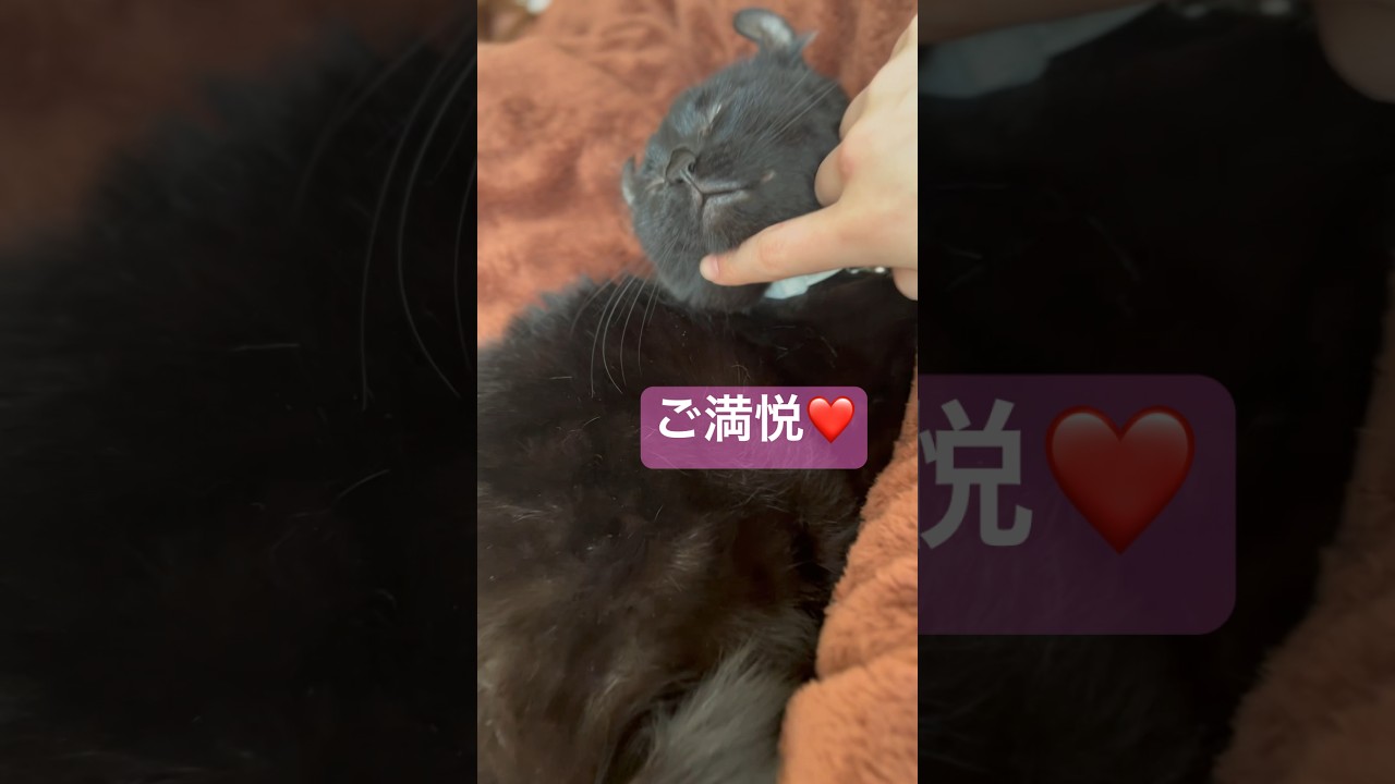 お昼寝から目覚めた猫様が可愛すぎる🐈‍⬛エマ様ご満悦❤️#shorts #cat #アメリカンカール #猫 #ねこ