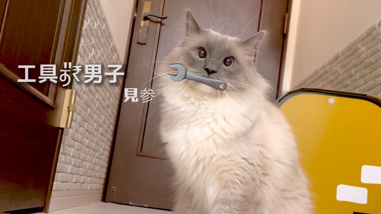 【猫】風穴荘＆変態仮面 （救世主❔猫のフェイスマスク）🐾  @ラグドール ＆ マンチカン ※ｺﾒｵﾌ失礼します🙇