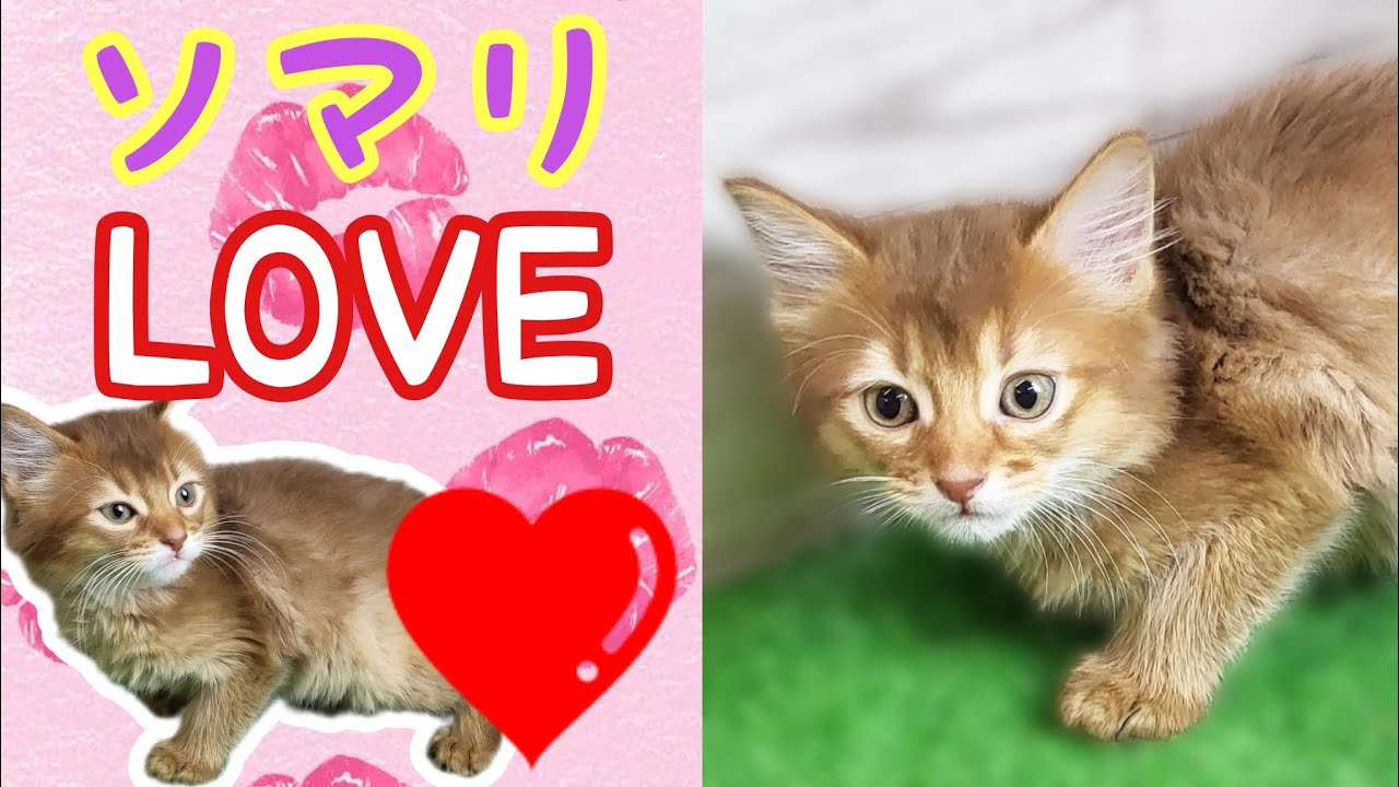 ソマリ・仔猫【鶴見元宮店】