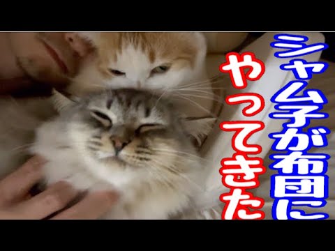 左手のない野良猫！ついにこの時がきました！シャム子と一緒に寝れる日が！#保護猫 #cat #ねこ #元野良猫 #癒し
