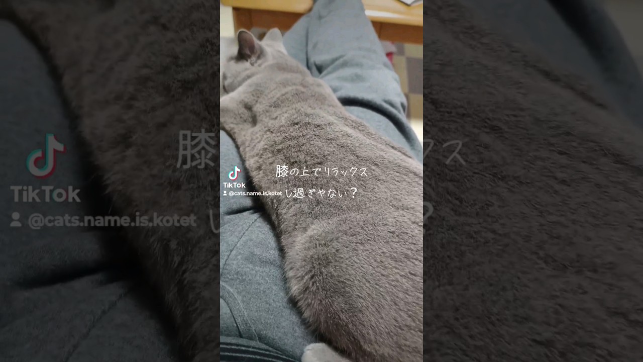 膝の上でリラックスし過ぎな猫(Cat relaxing too much on my lap)