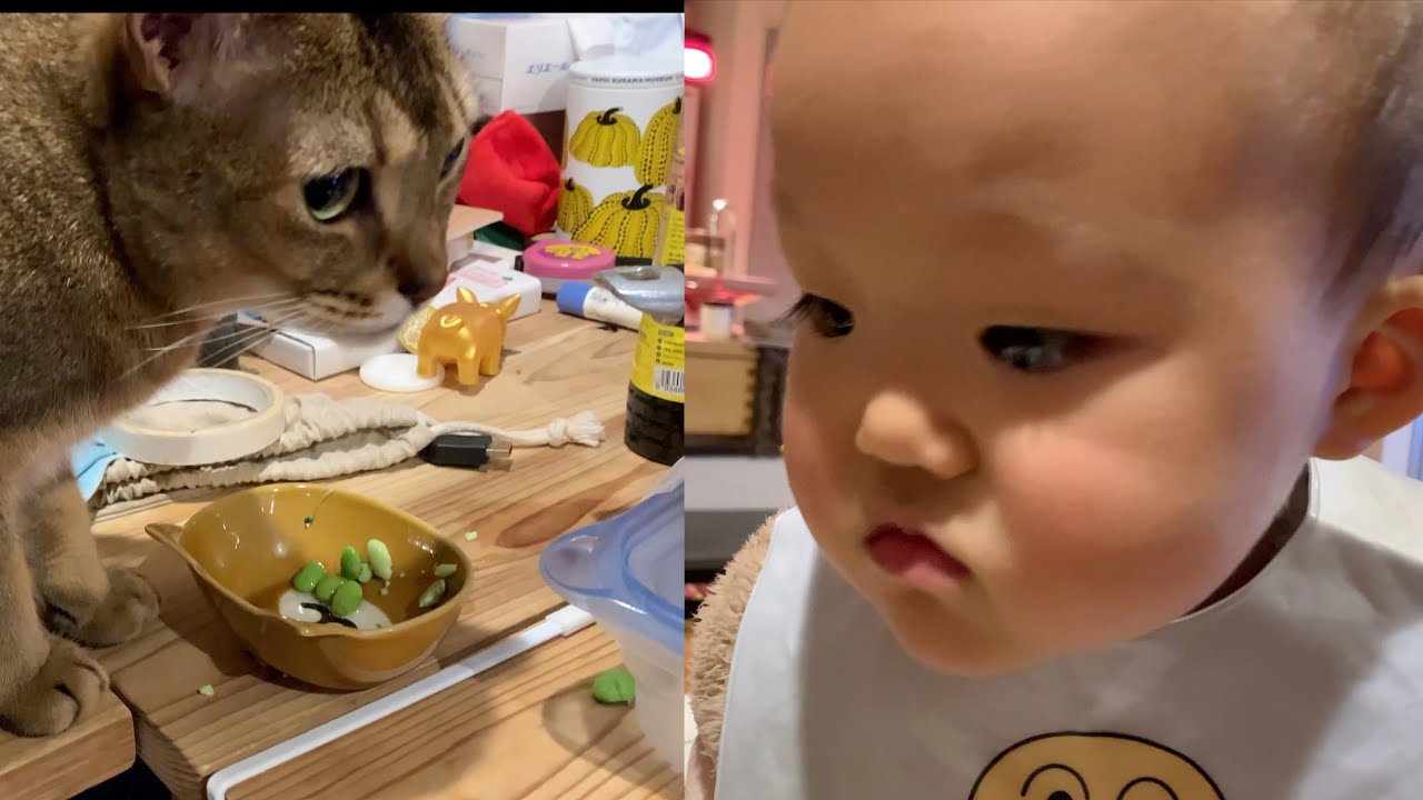 枝豆を食べる猫のキビ