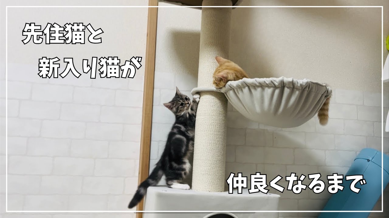 先住猫と新入り猫が仲良くなるまで