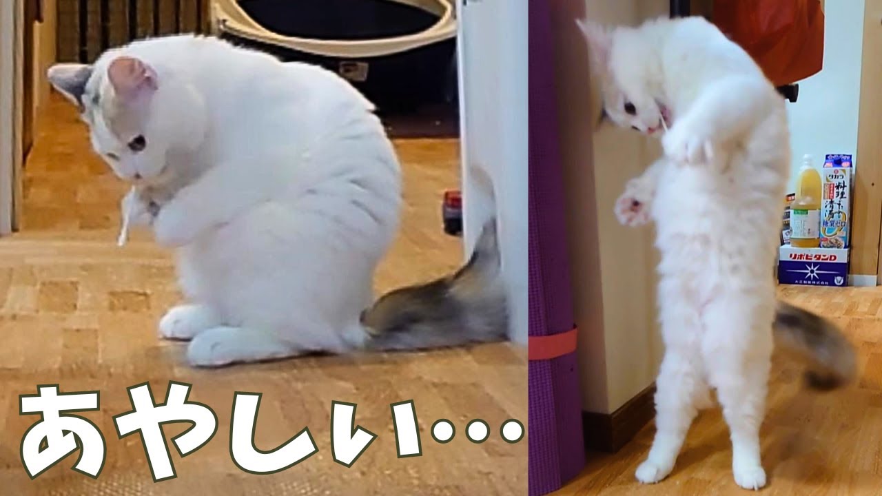 猫に綿棒が見つかっちゃって大変です【ラガマフィン】【子猫】