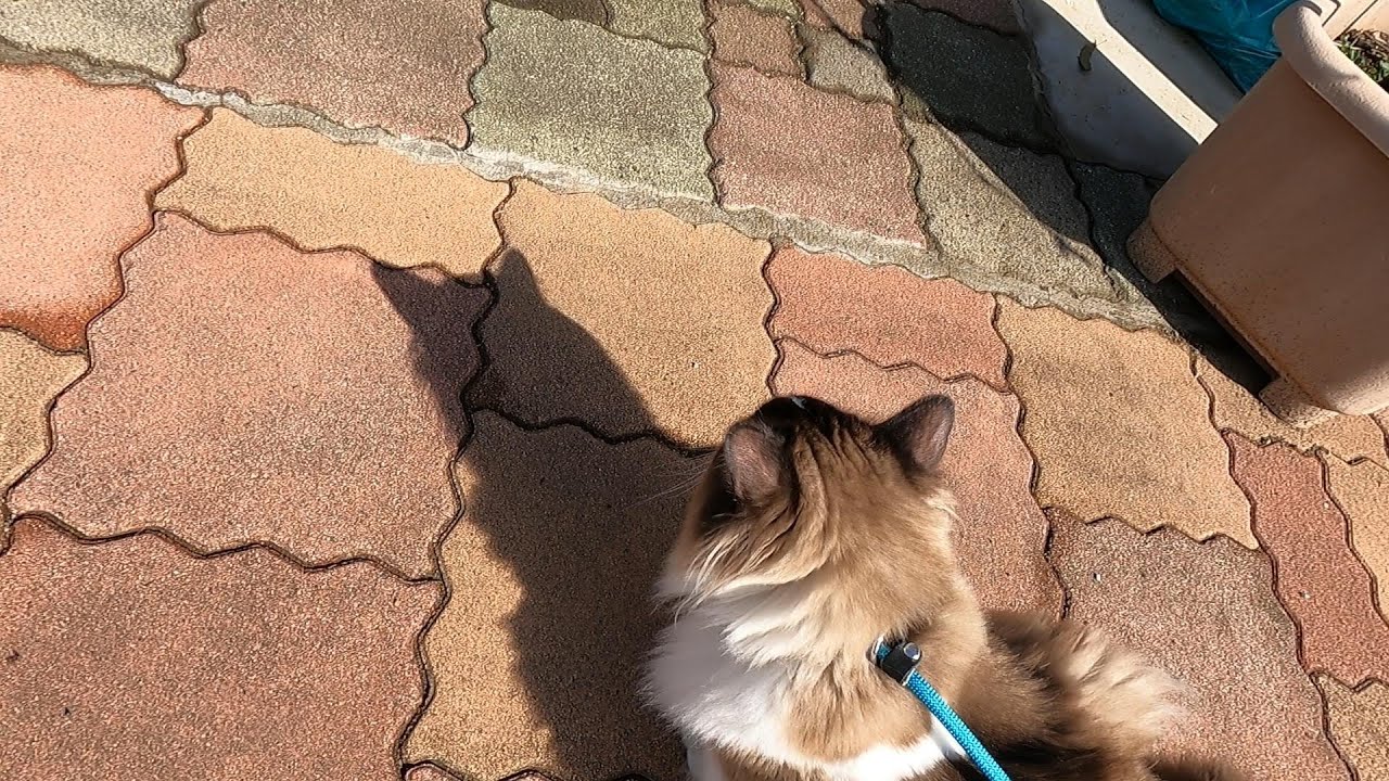 【猫】【cat】花粉症の中、散歩に連れて行ってあげました。#cat　#猫