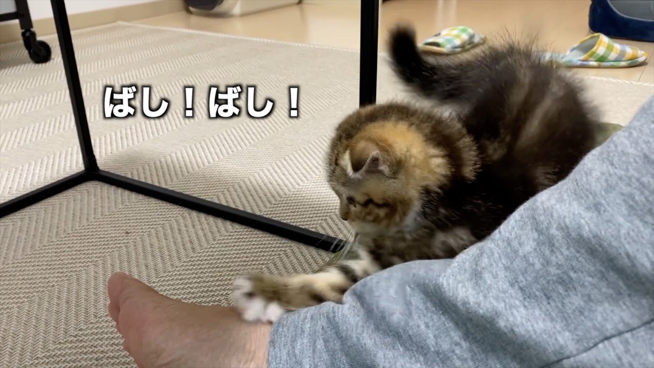お迎え数日で膝上ゴロゴロな仔猫の件【スコティッシュフォールド】
