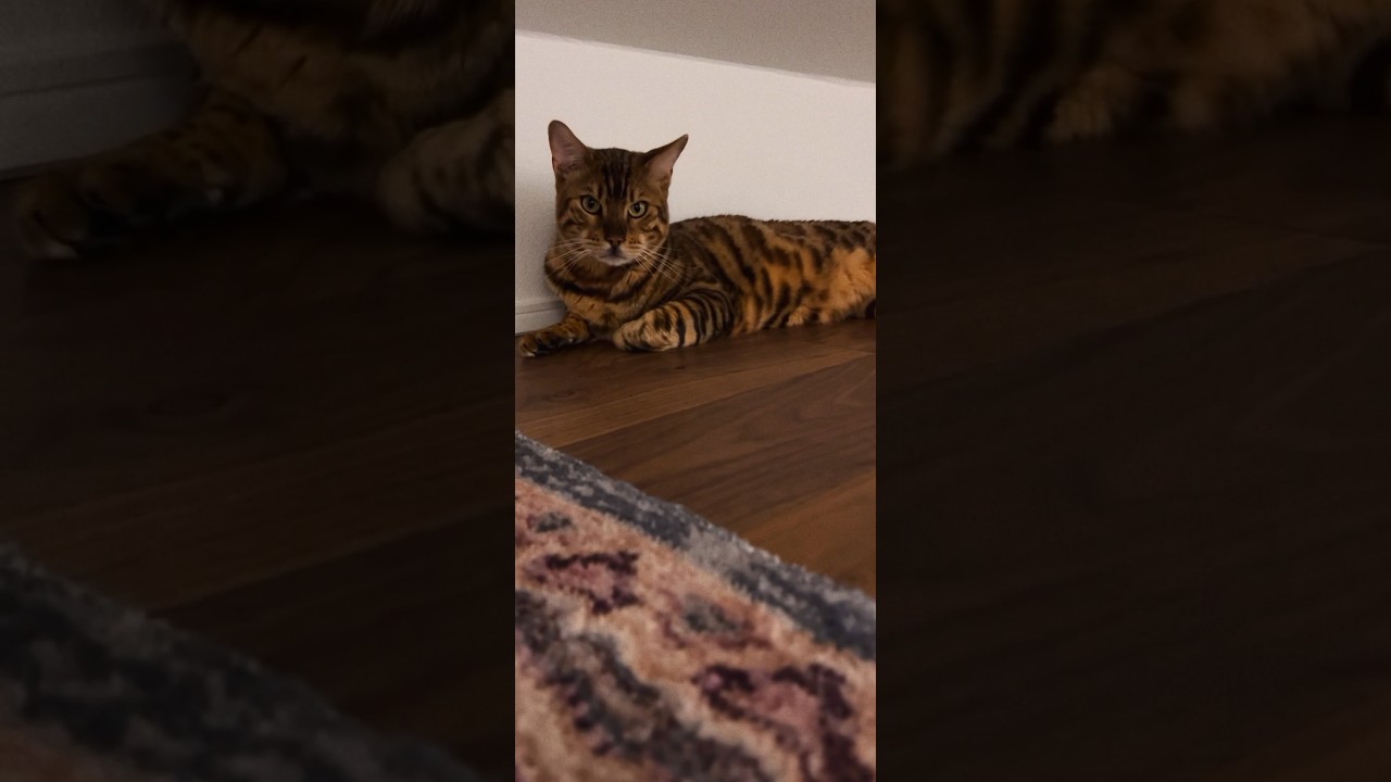 シンタローくん隠れ家の屋根裏で寛ぐ✨ #cat #ベンガル #オシキャット #kitten #癒し動画 #おやすみ前に