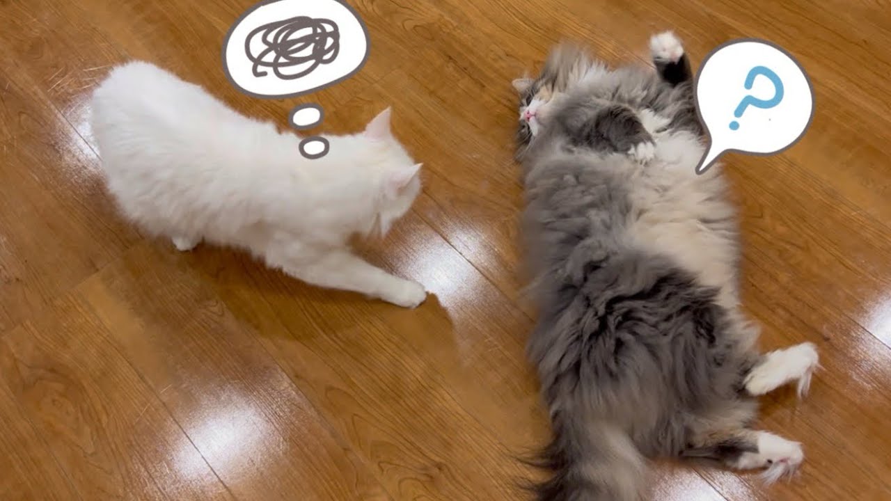 【バトル‼︎】恨みを買っちゃうノルウェージャンフォレストキャットと、日頃の鬱憤を晴らすターキッシュアンゴラwww