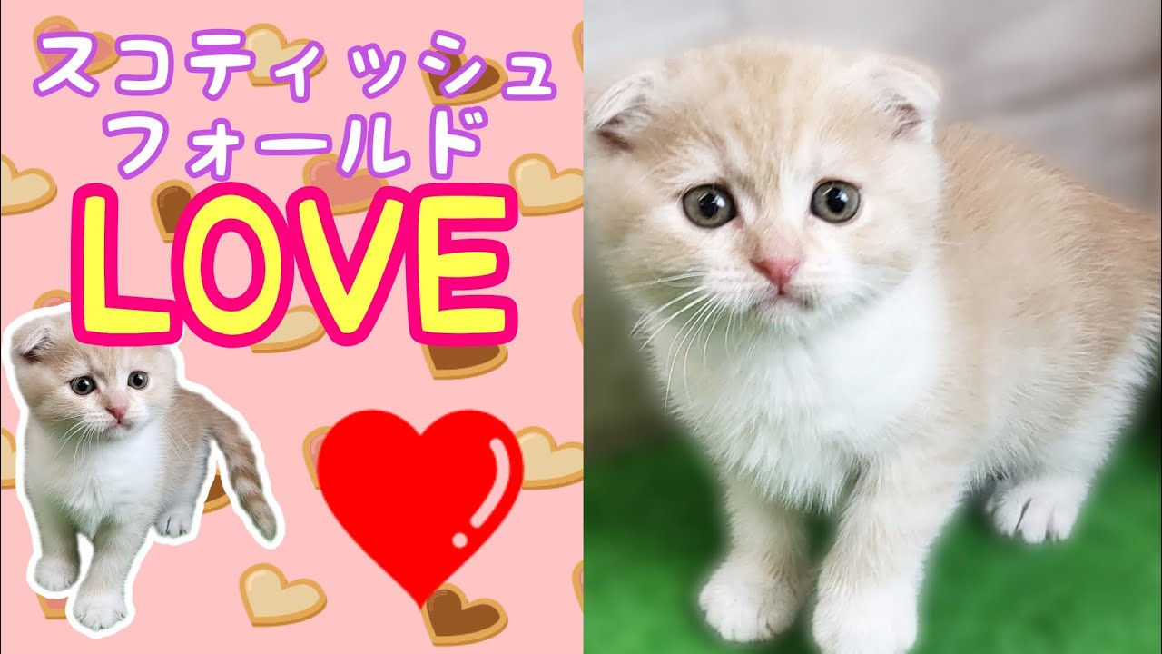 スコティッシュフォールド・仔猫【川崎小田栄店】