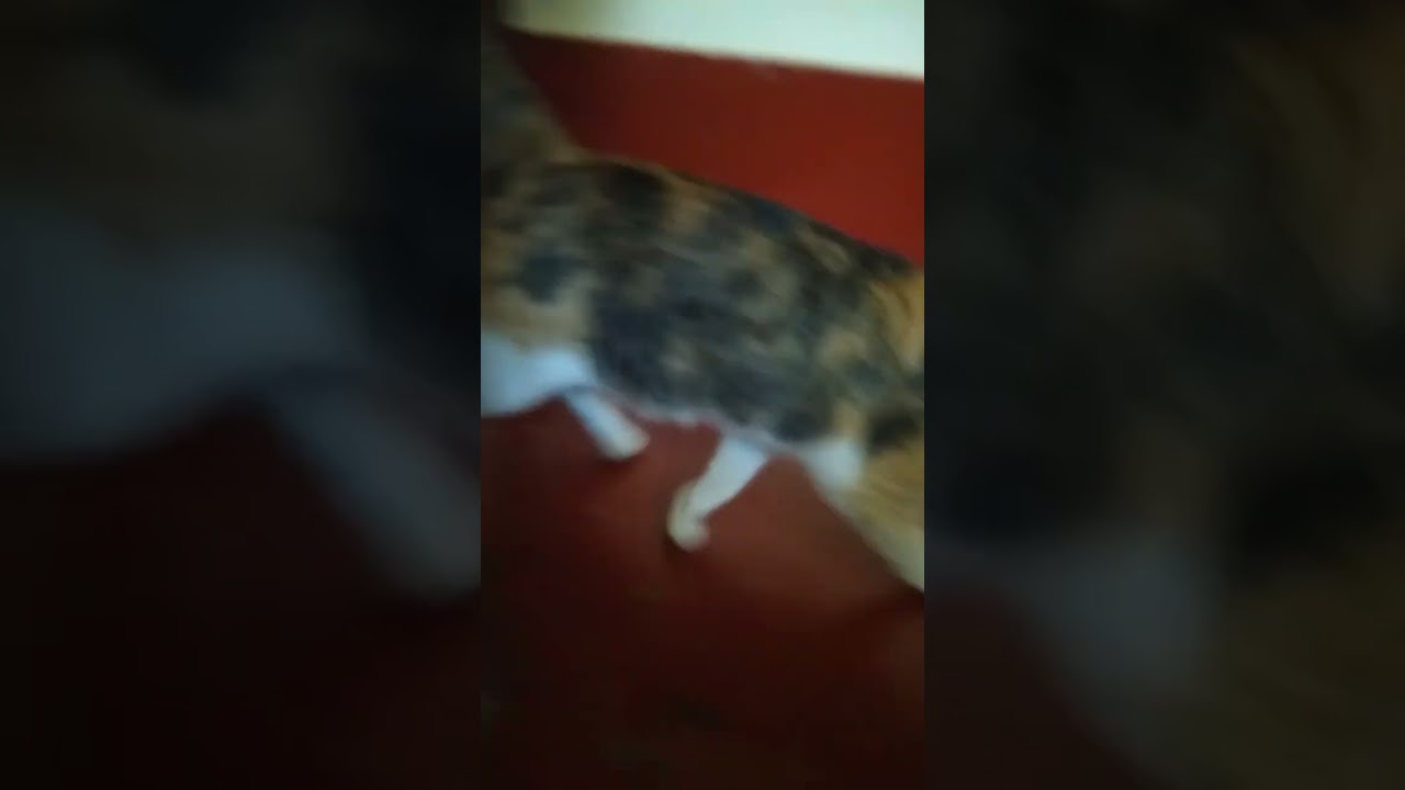 Brown cats funny movements hiding behind chair