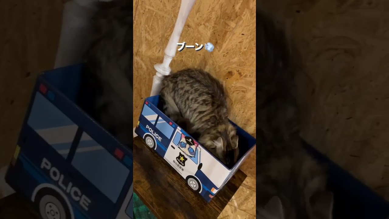 【昨日の失敗shortを改めて⁉️😹】事件発生⁉️現場へ急行せよ‼️🙀#保護猫 #保護活動 #事件 #猫好きさんと繋がりたい #猫好き #youtube #shorts