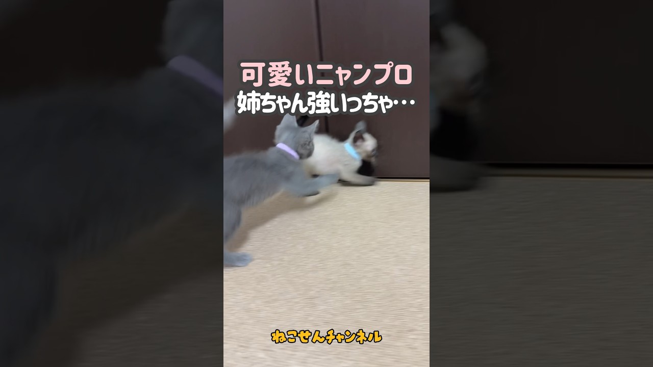 【子猫バトル】やっぱ姉ちゃんには勝てんばい‥💦（真冬に保護した子猫） | ねこせん