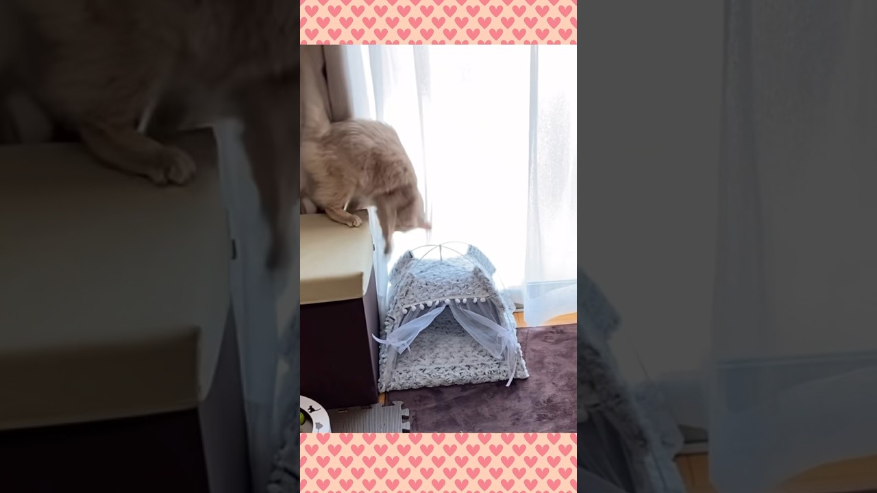 ドジな猫🐱【リメイク】#shorts #猫#ソマリ