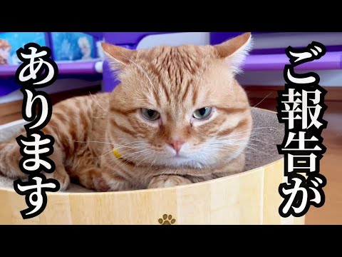 エイプリルフールだけどエイプリルフールじゃないご報告 #猫 #マンチカン