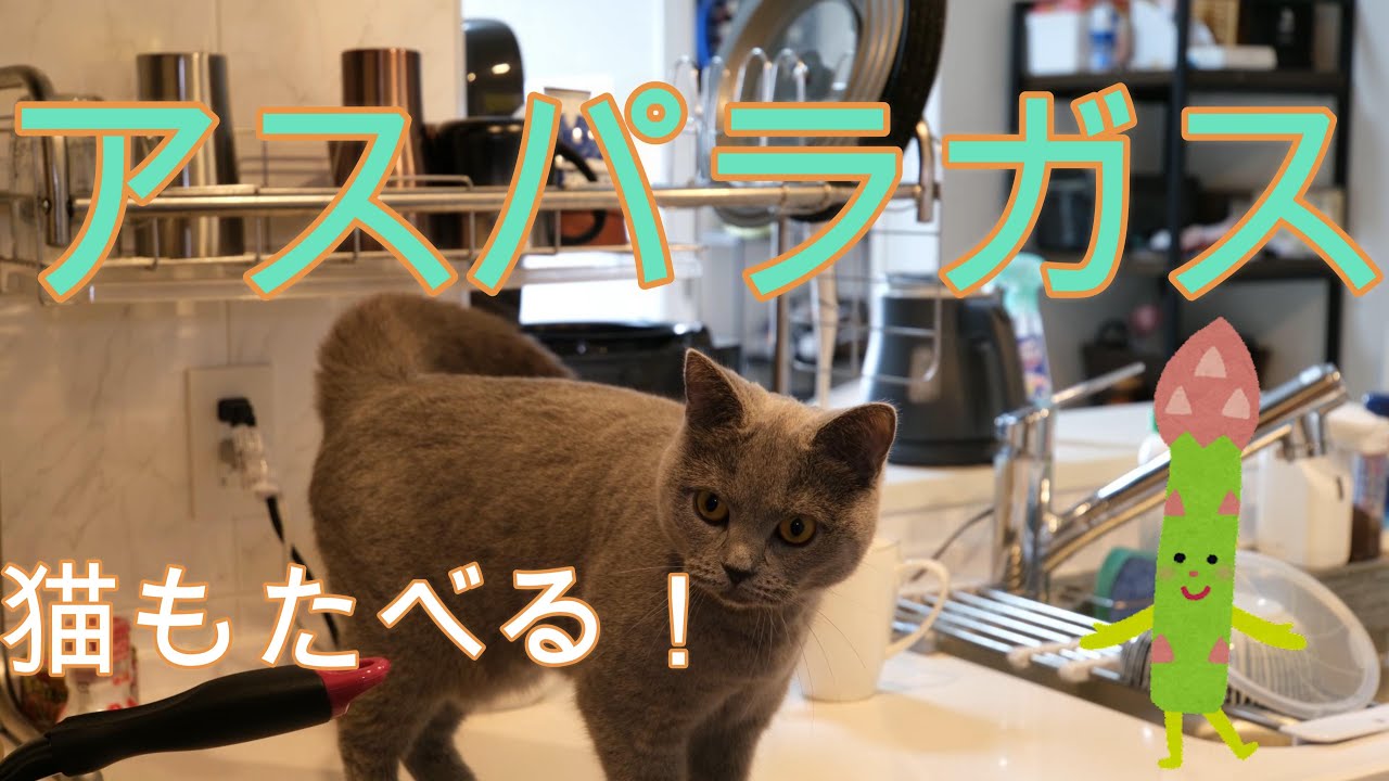 アスパラガスは猫も食べる！シャルトリューのこてつ