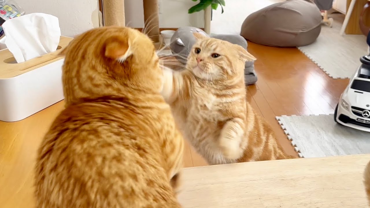 マンチカンのパンチはどんなに連発しても当たらない #猫 #マンチカン