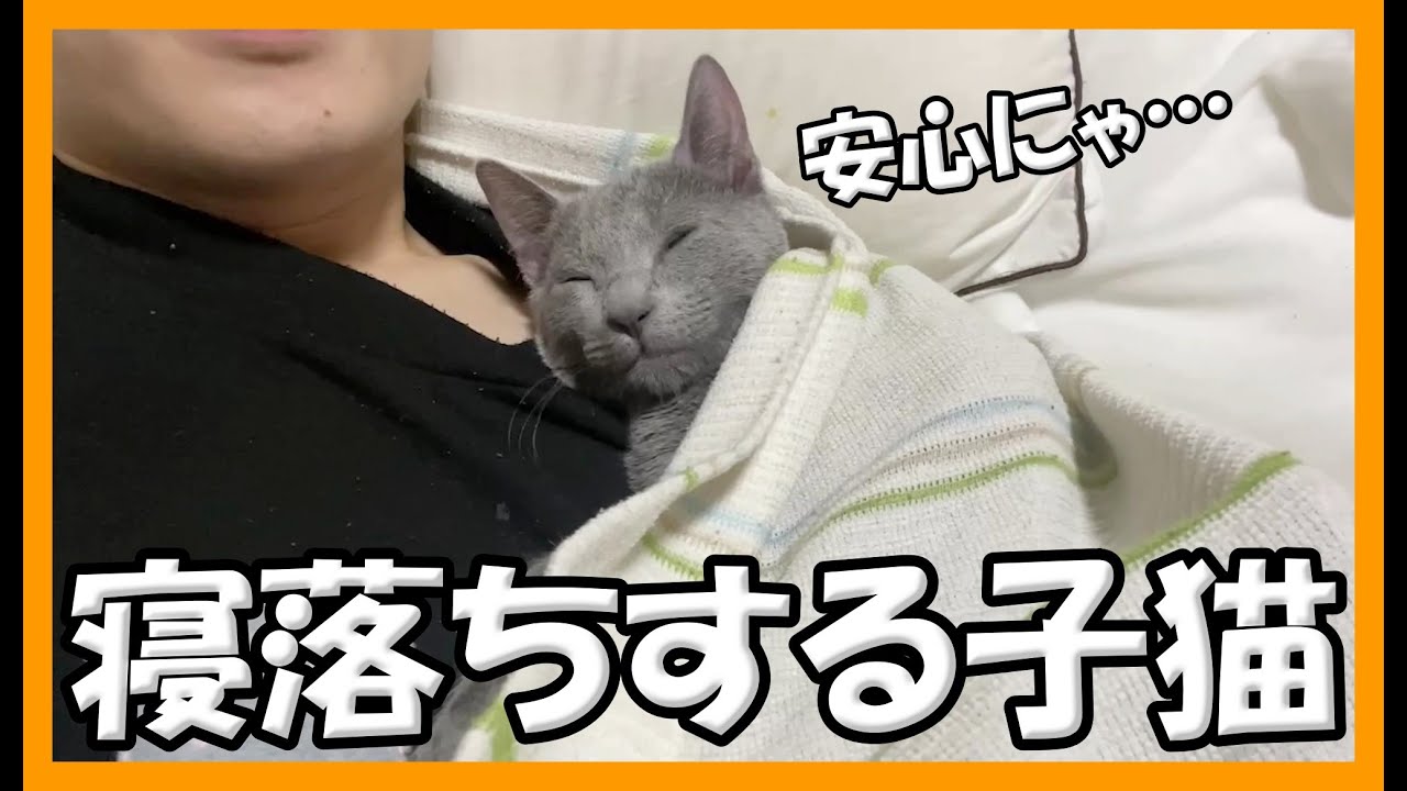 安心して寝落ちする子猫が可愛すぎるｗｗ【ロシアンブルー】