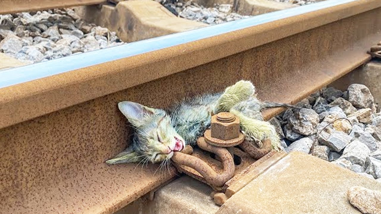 線路に置き去りにされた子猫。変な色に染められて瀕死状態に陥ったが、優しい人に出会ったことで奇跡が起きた！