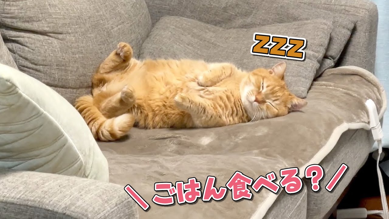 寝てばかりいる猫に「ごはん食べる？」って聞いてみた反応が可愛すぎた！