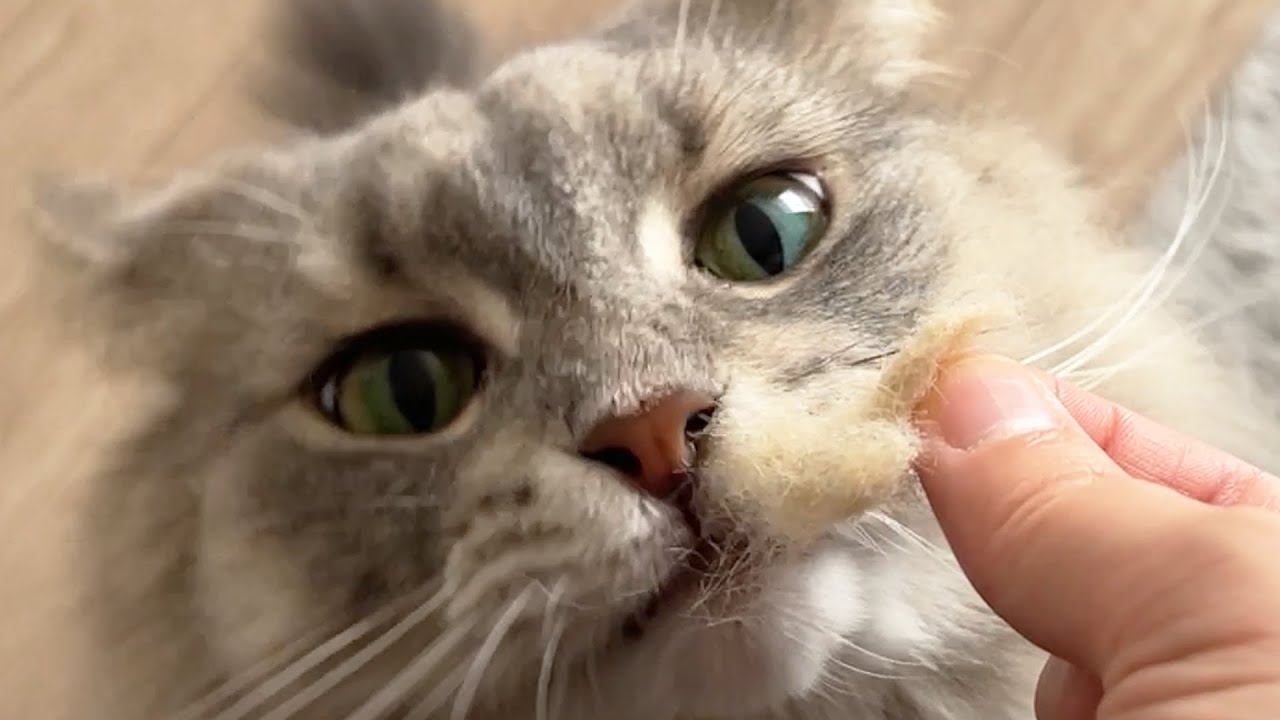 旅行中に浮気されてたかもしれません・・・ノルウェージャンフォレストキャット