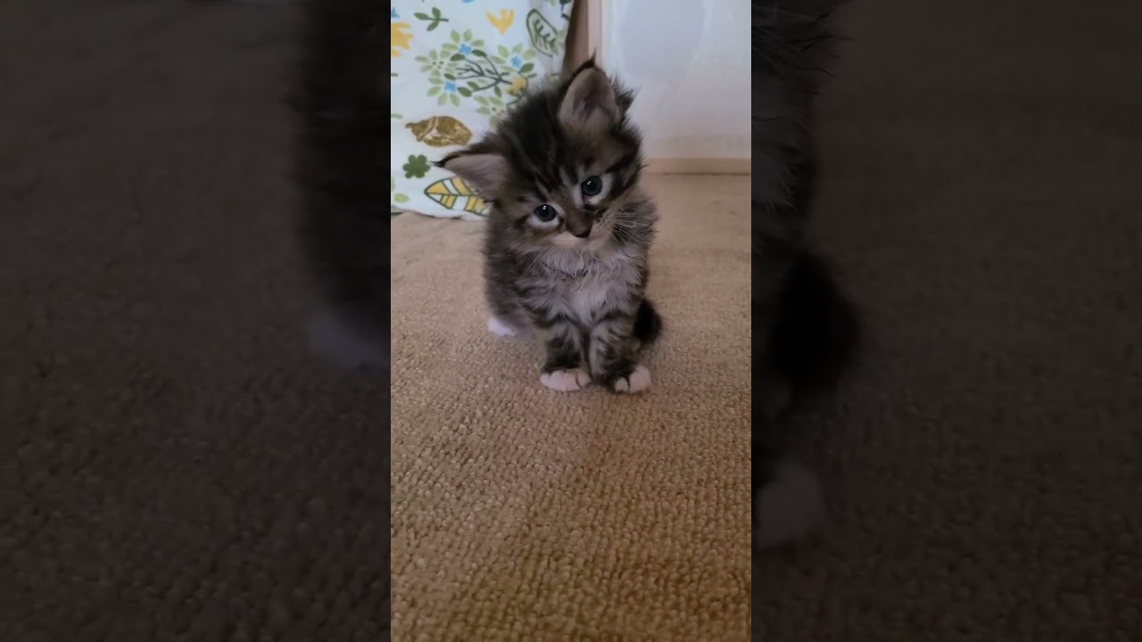 アビシニアン 可愛いパチ子ちゃん😸(毛色：ブラウンパッチドタビー&ホワイト）