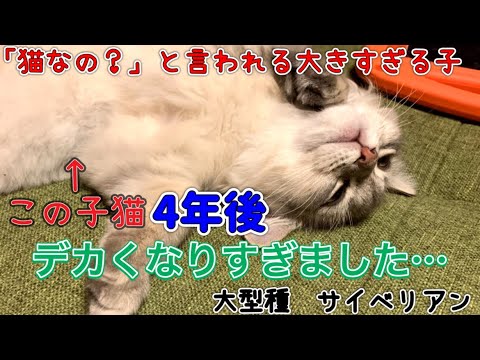 【家族紹介】4年後デカくなりすぎた猫がヤバかった件／ペット／#主婦 #サイベリアン#大家族#大型種#cat
