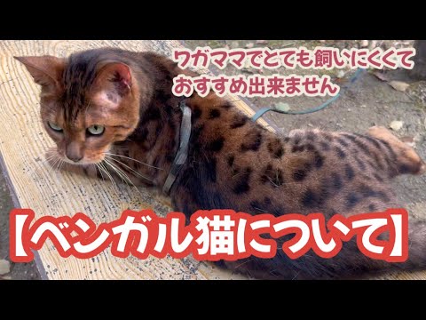 No.0646【ベンガル猫について】ワガママでとても飼いにくくておすすめ出来ません