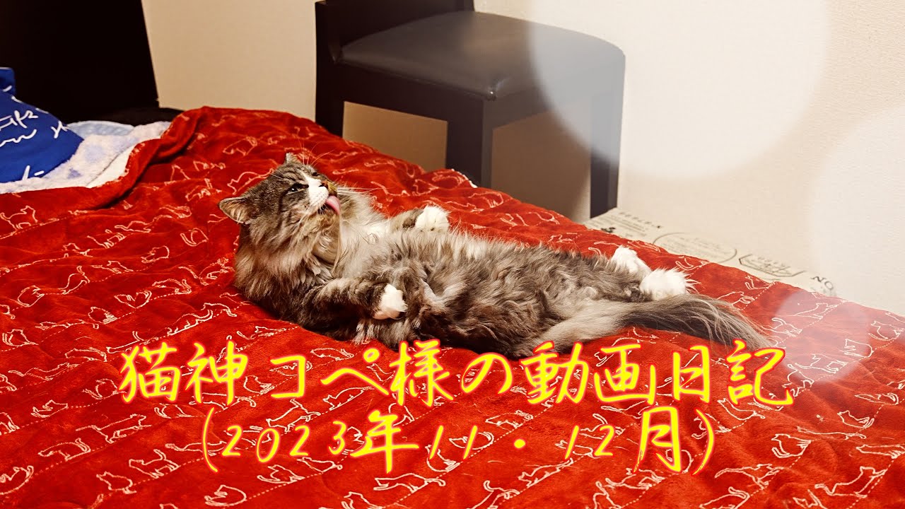 猫神コペ様の動画日記(2023年11月・12月)